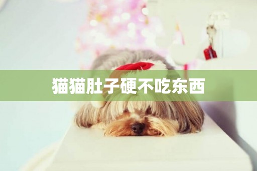 貓貓肚子硬不吃東西