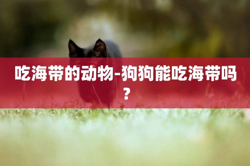 吃海帶的動物-狗狗能吃海帶嗎？