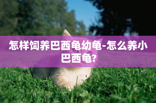 怎樣飼養巴西龜幼龜-怎么養小巴西龜?