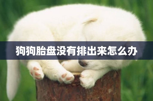 狗狗胎盤沒有排出來怎么辦