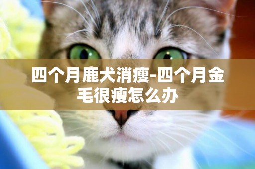 四個月鹿犬消瘦-四個月金毛很瘦怎么辦