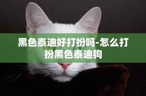 黑色泰迪好打扮嗎-怎么打扮黑色泰迪狗