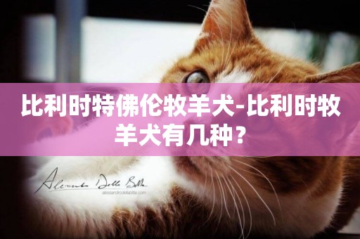 比利時特佛倫牧羊犬-比利時牧羊犬有幾種？