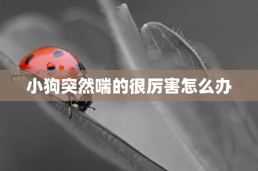 小狗突然喘的很厲害怎么辦
