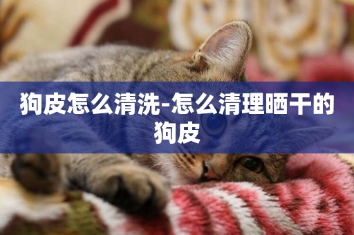 狗皮怎么清洗-怎么清理曬干的狗皮