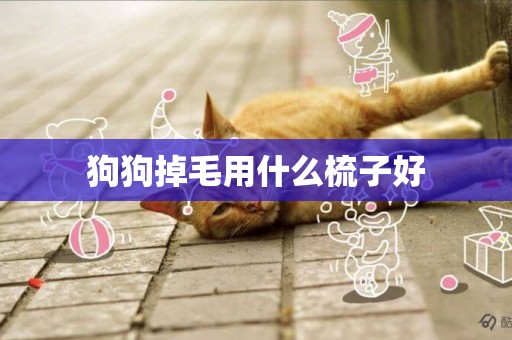 狗狗掉毛用什么梳子好
