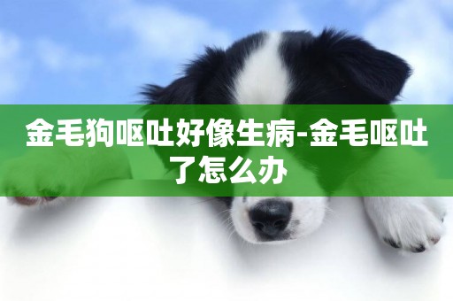 金毛狗嘔吐好像生病-金毛嘔吐了怎么辦