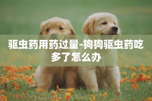 驅蟲藥用藥過量-狗狗驅蟲藥吃多了怎么辦