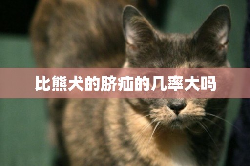 比熊犬的臍疝的幾率大嗎