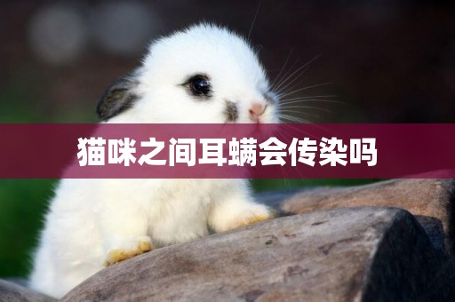 貓咪之間耳螨會傳染嗎