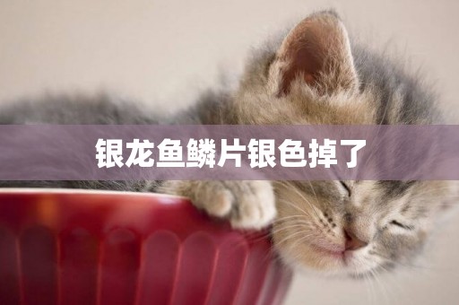 銀龍魚鱗片銀色掉了