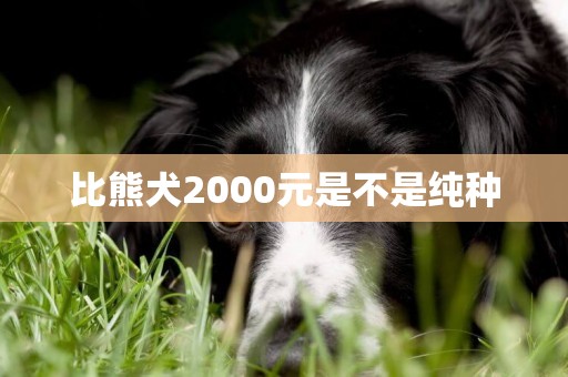 比熊犬2000元是不是純種