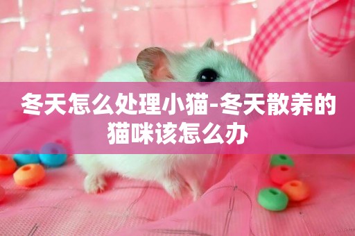 冬天怎么處理小貓-冬天散養的貓咪該怎么辦