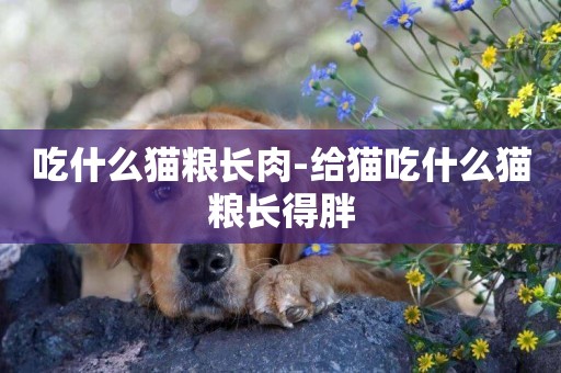 吃什么貓糧長肉-給貓吃什么貓糧長得胖
