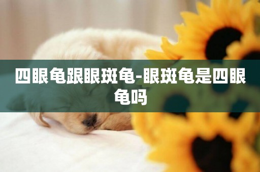 四眼龜跟眼斑龜-眼斑龜是四眼龜嗎