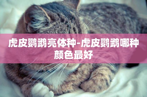 虎皮鸚鵡亮體種-虎皮鸚鵡哪種顏色最好