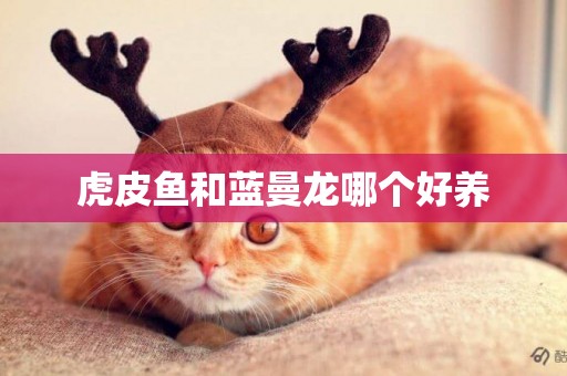 虎皮魚和藍曼龍哪個好養