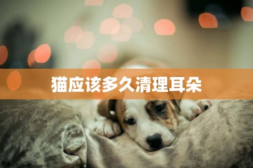 貓應該多久清理耳朵