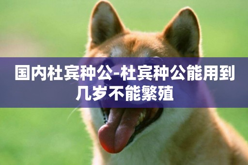 國內杜賓種公-杜賓種公能用到幾歲不能繁殖