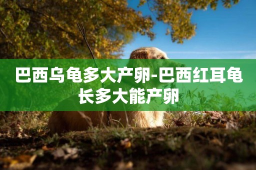 巴西烏龜多大產卵-巴西紅耳龜長多大能產卵