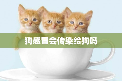 狗感冒會傳染給狗嗎