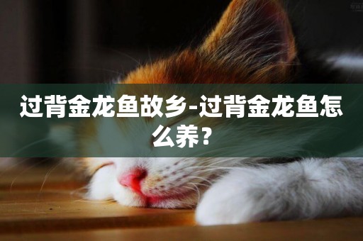 過背金龍魚故鄉-過背金龍魚怎么養？