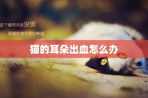 貓的耳朵出血怎么辦