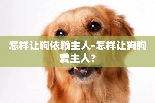 怎樣讓狗依賴主人-怎樣讓狗狗愛主人？