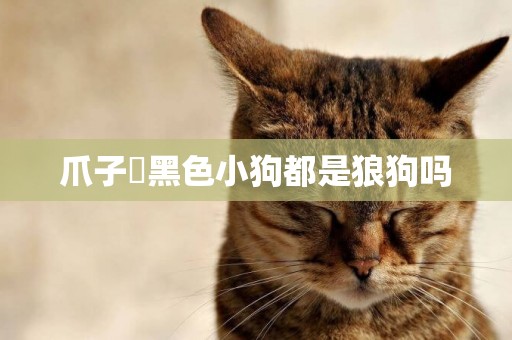爪子昰黑色小狗都是狼狗嗎