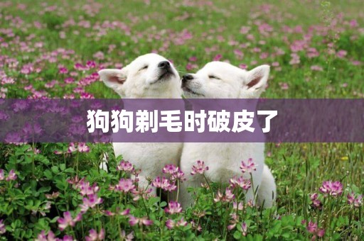 狗狗剃毛時破皮了