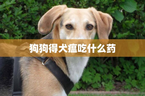 狗狗得犬瘟吃什么藥