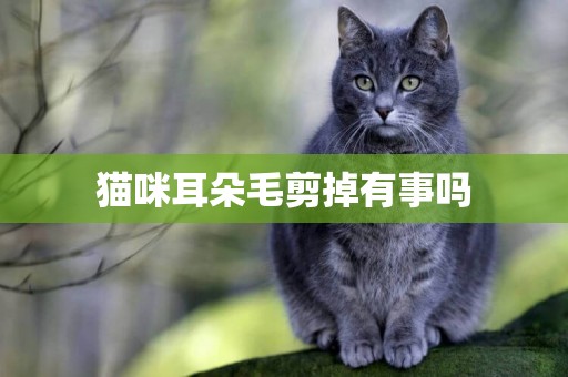 貓咪耳朵毛剪掉有事嗎