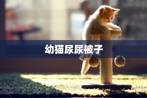 幼貓尿尿被子