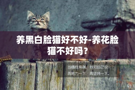 養黑白臉貓好不好-養花臉貓不好嗎？
