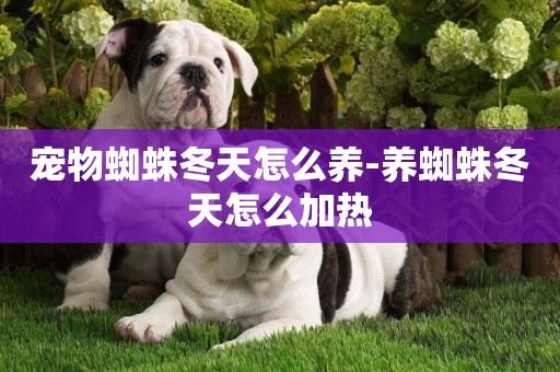 寵物蜘蛛冬天怎么養-養蜘蛛冬天怎么加熱