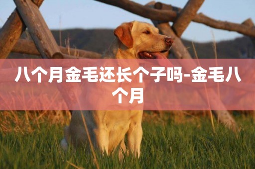 八個月金毛還長個子嗎-金毛八個月