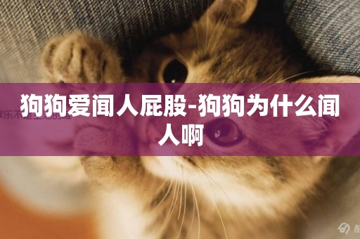狗狗愛聞人屁股-狗狗為什么聞人啊