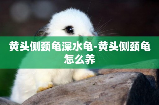 黃頭側頸龜深水龜-黃頭側頸龜怎么養