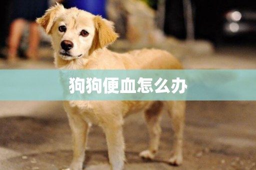 狗狗便血怎么辦