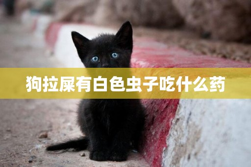 狗拉屎有白色蟲子吃什么藥