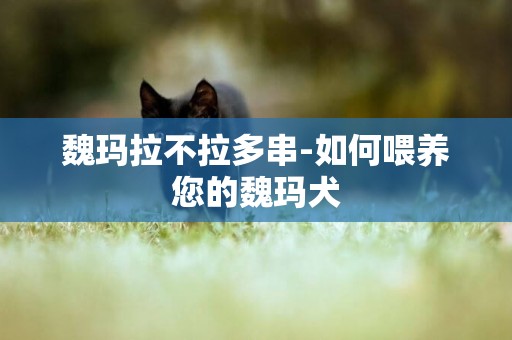 魏瑪拉不拉多串-如何喂養您的魏瑪犬