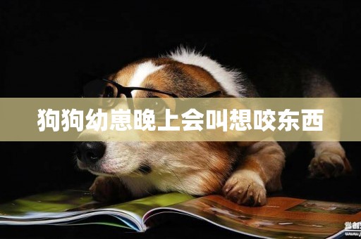 狗狗幼崽晚上會叫想咬東西