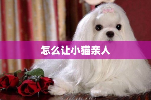 怎么讓小貓親人