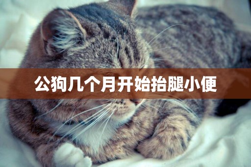 公狗幾個月開始抬腿小便