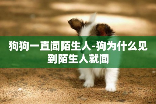 狗狗一直聞陌生人-狗為什么見到陌生人就聞