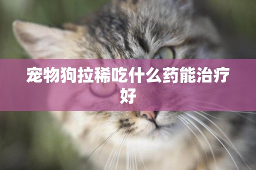 寵物狗拉稀吃什么藥能治療好