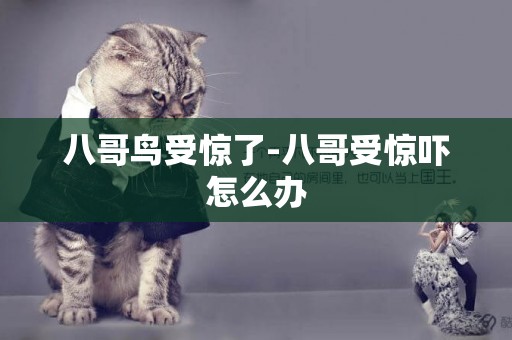 八哥鳥受驚了-八哥受驚嚇怎么辦