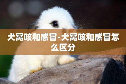 犬窩咳和感冒-犬窩咳和感冒怎么區分