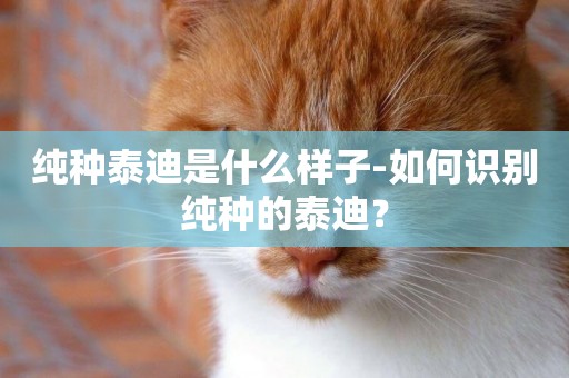 純種泰迪是什么樣子-如何識別純種的泰迪？