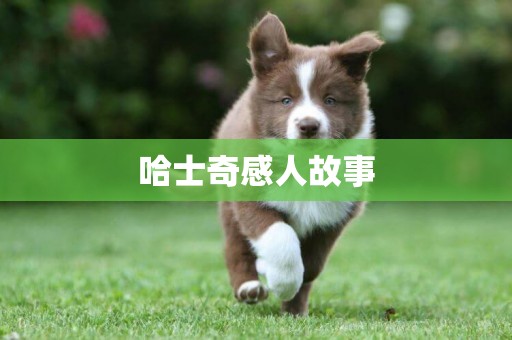 哈士奇感人故事